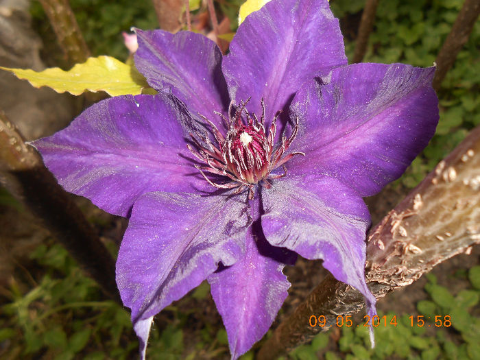 DSCN8402 - Clematita