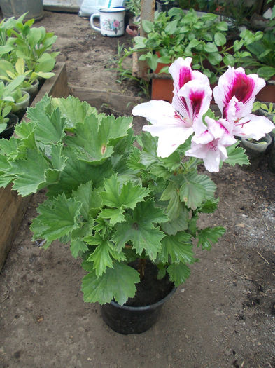 DSCN6397 - Pelargonium grandiflorum