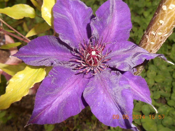 DSCN8399 - Clematita