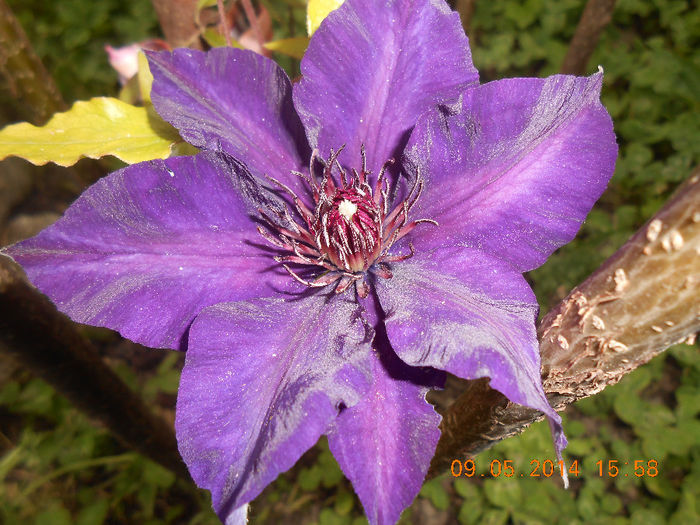 DSCN8403 - Clematita