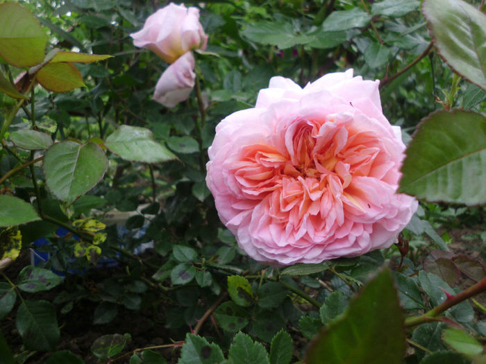 abraham darby - Trandafiri si clematite 2014