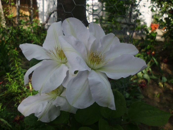 mme le coultre - Trandafiri si clematite 2014