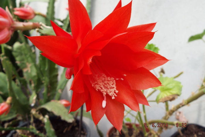 DSCF5325 - flori 2014