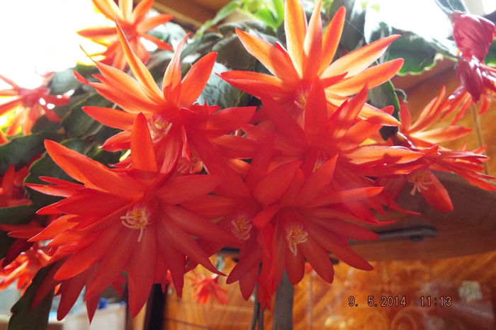 DSCF5336 - flori 2014