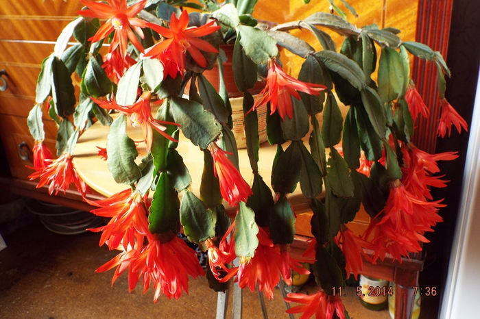 DSCF5449 - flori 2014