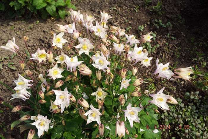 DSCF5329 - flori 2014