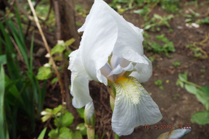 DSCF5354 - flori 2014