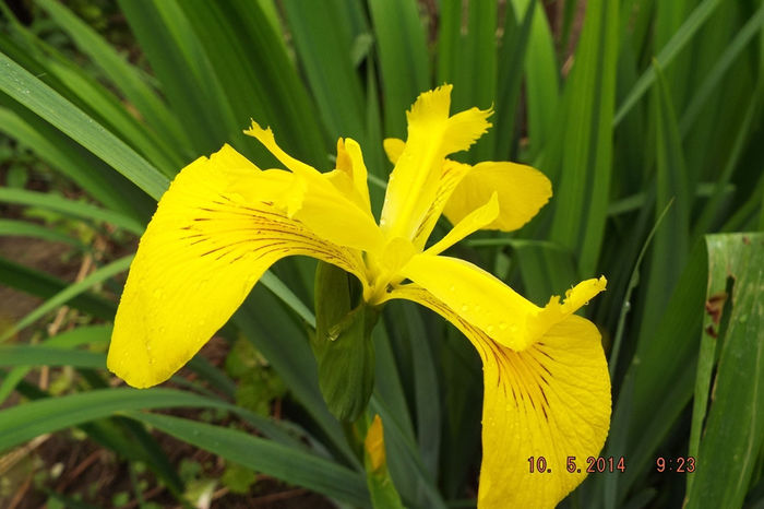 DSCF5355 - flori 2014