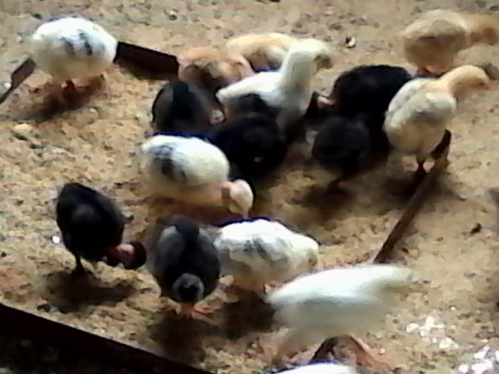 IMG_20140512_153726 - ARHIVA