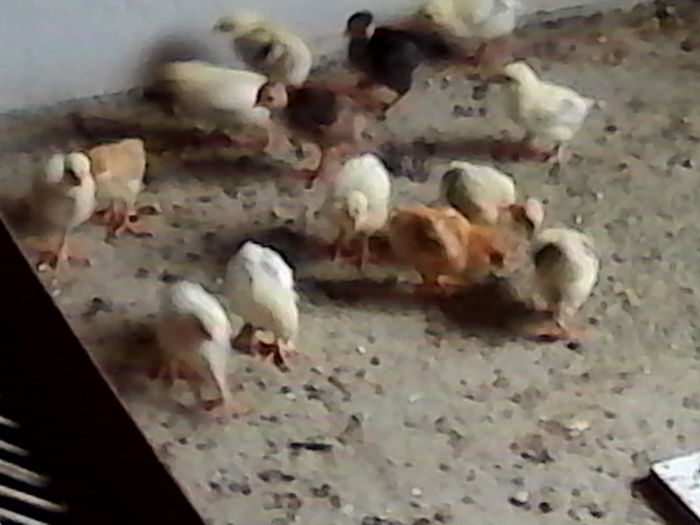 IMG_20140512_153701 - ARHIVA