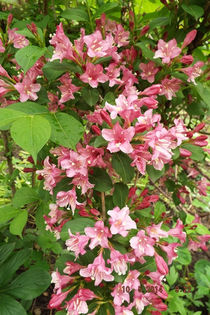 DSCF5352 - flori 2014