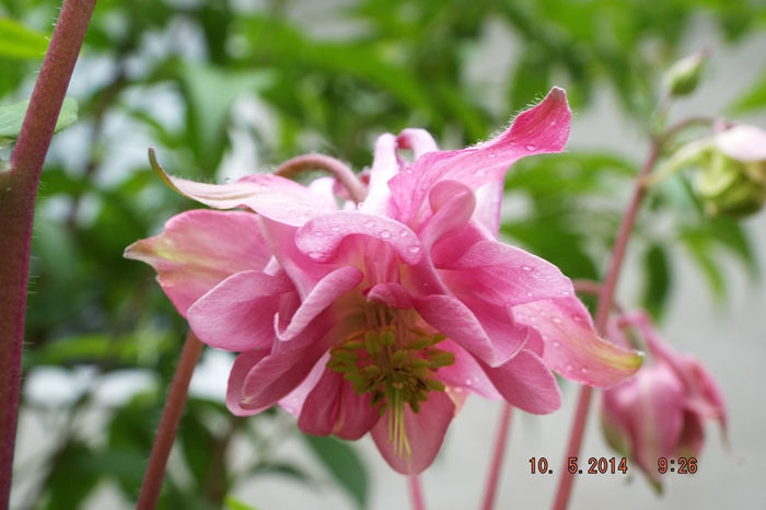 DSCF5373 - flori 2014