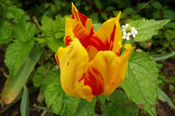 DSCF5379 - flori 2014