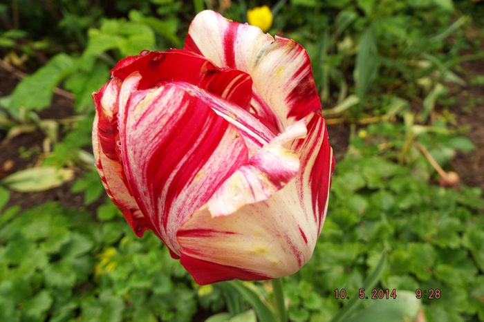 DSCF5380 - flori 2014