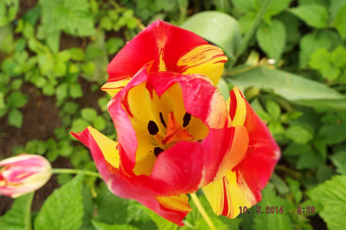 DSCF5384 - flori 2014