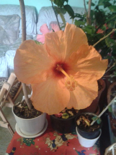 2014-05-12 18.15.27 - Hibiscus 2