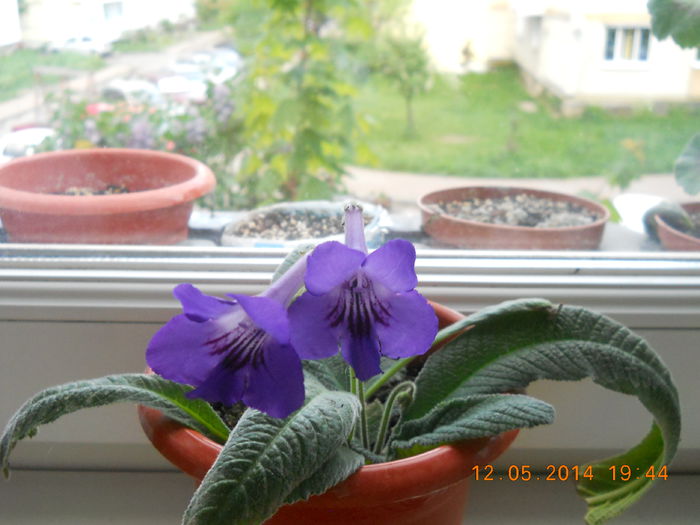 streptocarpus - MAI 2014