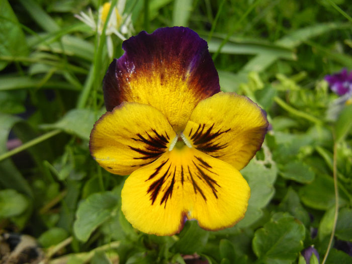 Pansy (2014, May 10) - PANSY_Viola x wittrockiana
