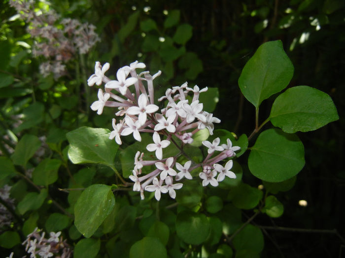 Syringa patula Miss Kim (2014, May 11) Syringa patula Miss Kim (2014, May 11)