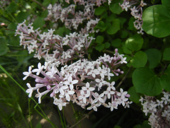 Syringa patula Miss Kim (2014, May 11) Syringa patula Miss Kim (2014, May 11)