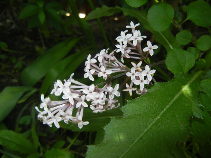 Syringa patula Miss Kim (2014, May 11) Syringa patula Miss Kim (2014, May 11)