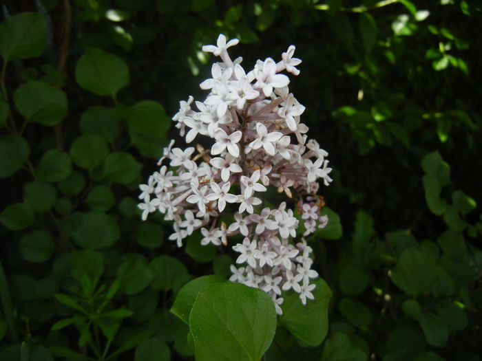 Syringa patula Miss Kim (2014, May 11) Syringa patula Miss Kim (2014, May 11)