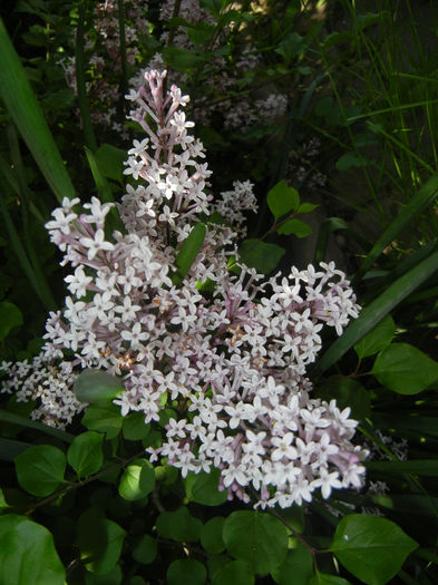 Syringa patula Miss Kim (2014, May 11) Syringa patula Miss Kim (2014, May 11)