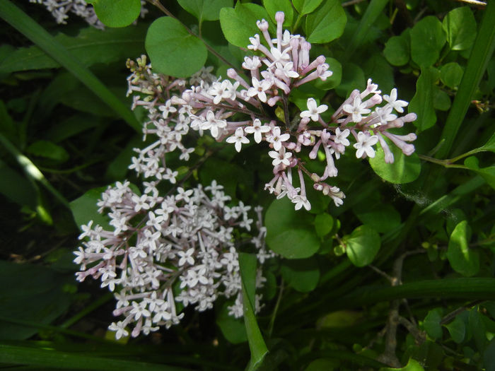 Syringa patula Miss Kim (2014, May 11) Syringa patula Miss Kim (2014, May 11)