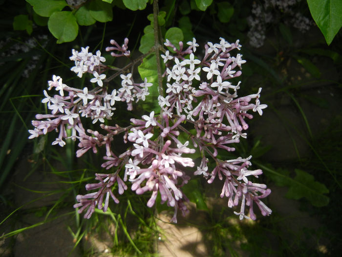 Syringa patula Miss Kim (2014, May 11) Syringa patula Miss Kim (2014, May 11)