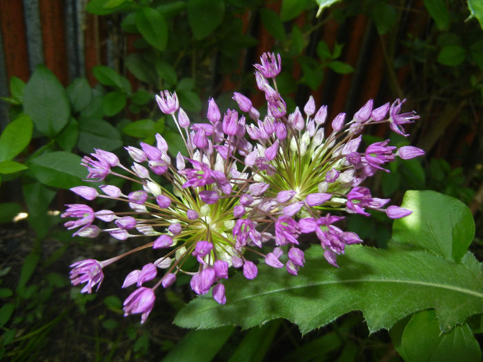 Allium Purple Sensation (2014, May 11) - Allium aflatunense Purple