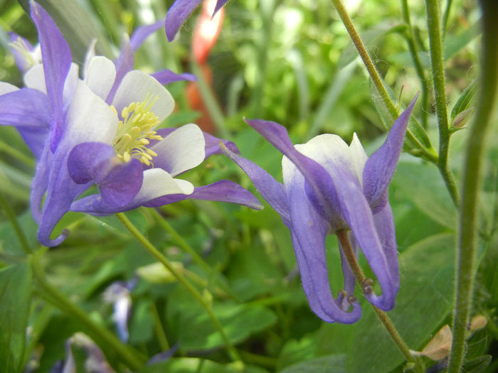 Aq. Winky Blue & White (2014, May 11) - Aquilegia Winky Blue White