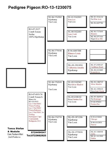 Toncu-Stefan-RO-1230075-2013-F-pedigree