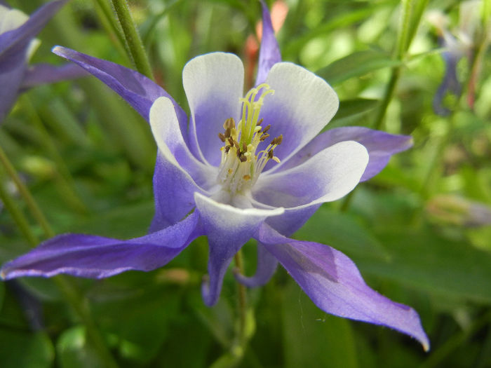 Aq. Winky Blue & White (2014, May 11) - Aquilegia Winky Blue White