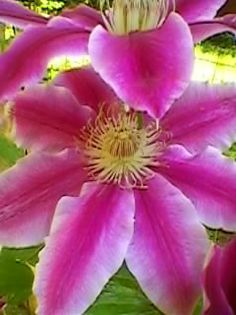 004 - clematita dr ruppel 2014