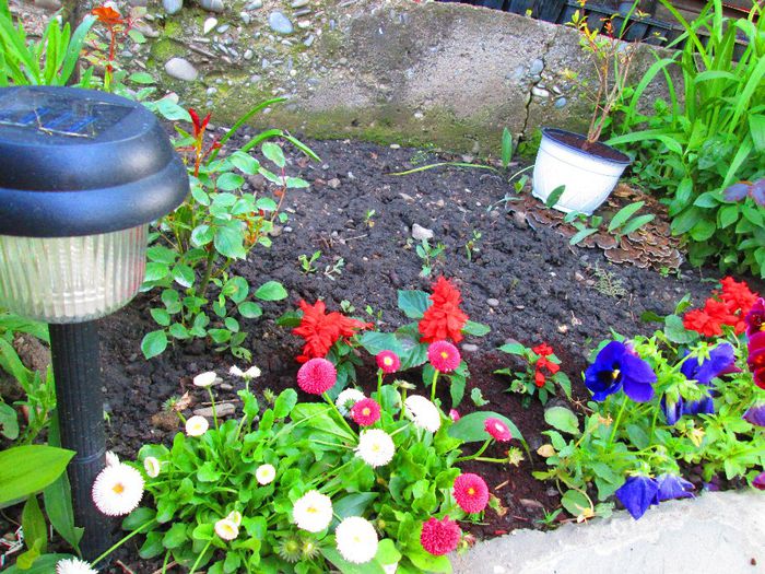 IMG_0204 - GRADINA PE 2014