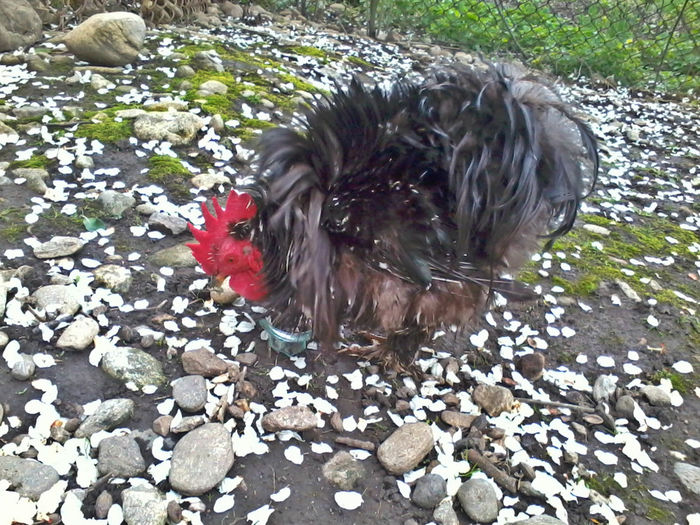 Cochinchina pitic frezat - Cochinchina pitic bobat