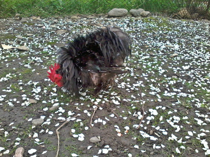 2014-05-05 15.54.51 - Cochinchina pitic bobat