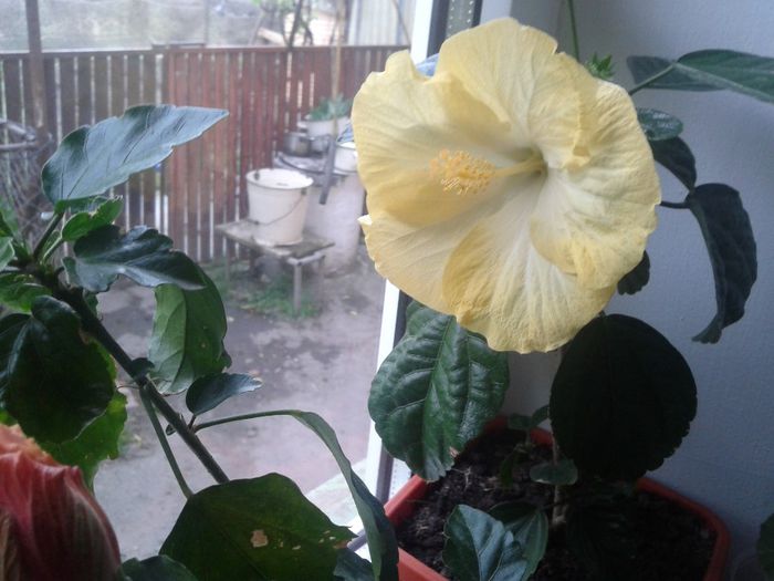 2014-05-12 19.44.33 - hibiscus