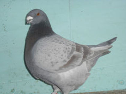 94525246_KSSTMWQ3 - m---PORUMBEI VANDUTI