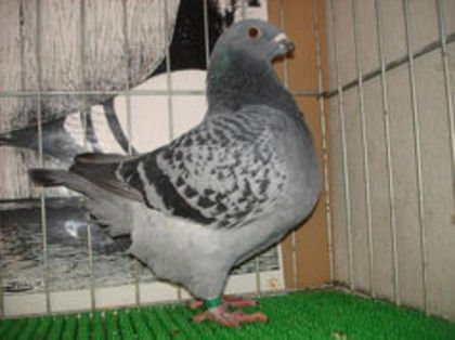 94527349_SQNCJMT - m---PORUMBEI VANDUTI