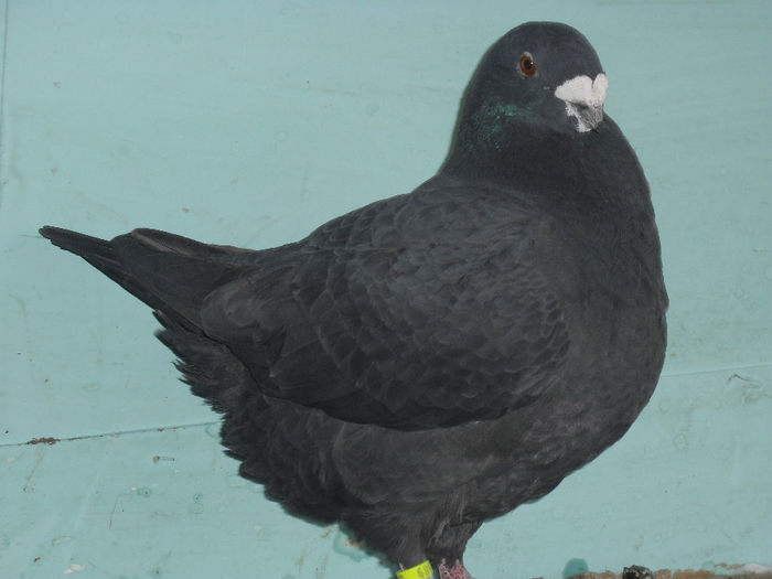 CIMG5691 - m---PORUMBEI VANDUTI