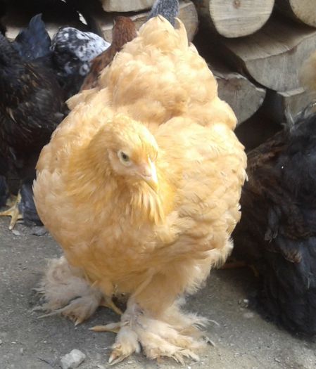 2014-05-09 15.40.17 - seria I