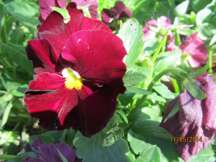 Panselute - Flori de gradina-2014 Primavara