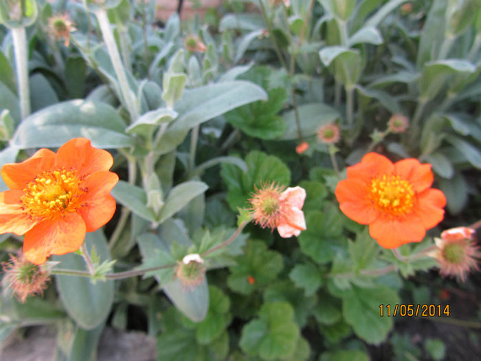 Geum Coccineum Borisi - Flori de gradina-2014 Primavara