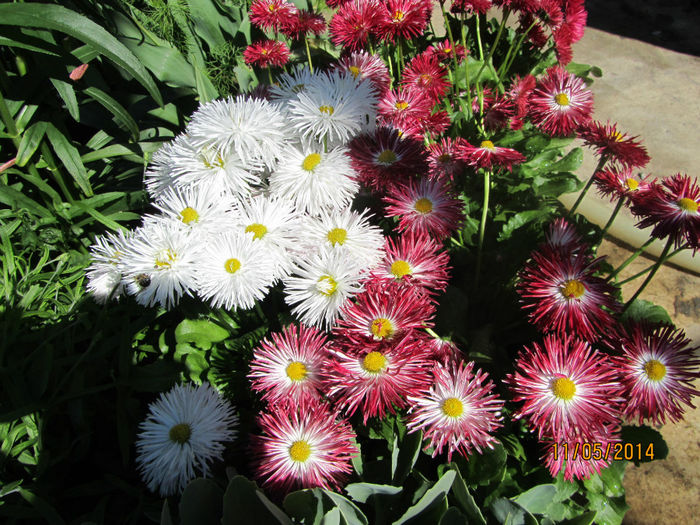 Paralute - Flori de gradina-2014 Primavara