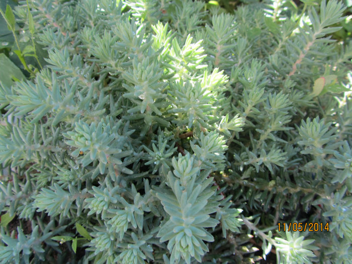 Sedum Reflexum - Flori de gradina-2014 Primavara
