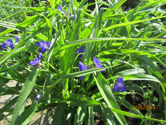 Tradescantia