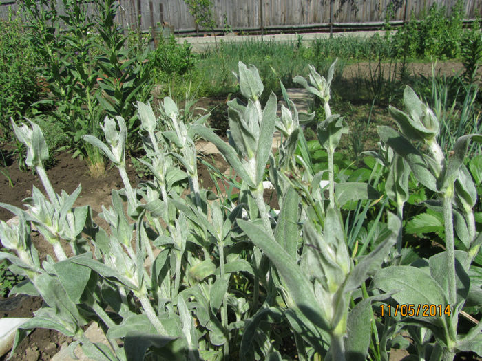 Lychnis Coronaria