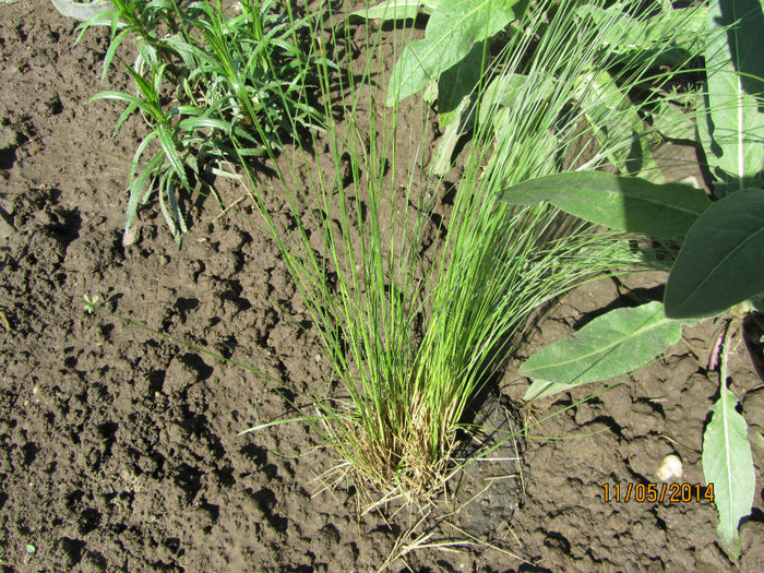 Stipa Arundinacea "Siroco"