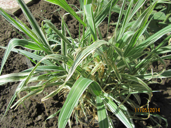 Phalaris Arundinacea Picta - Flori de gradina-2014 Primavara